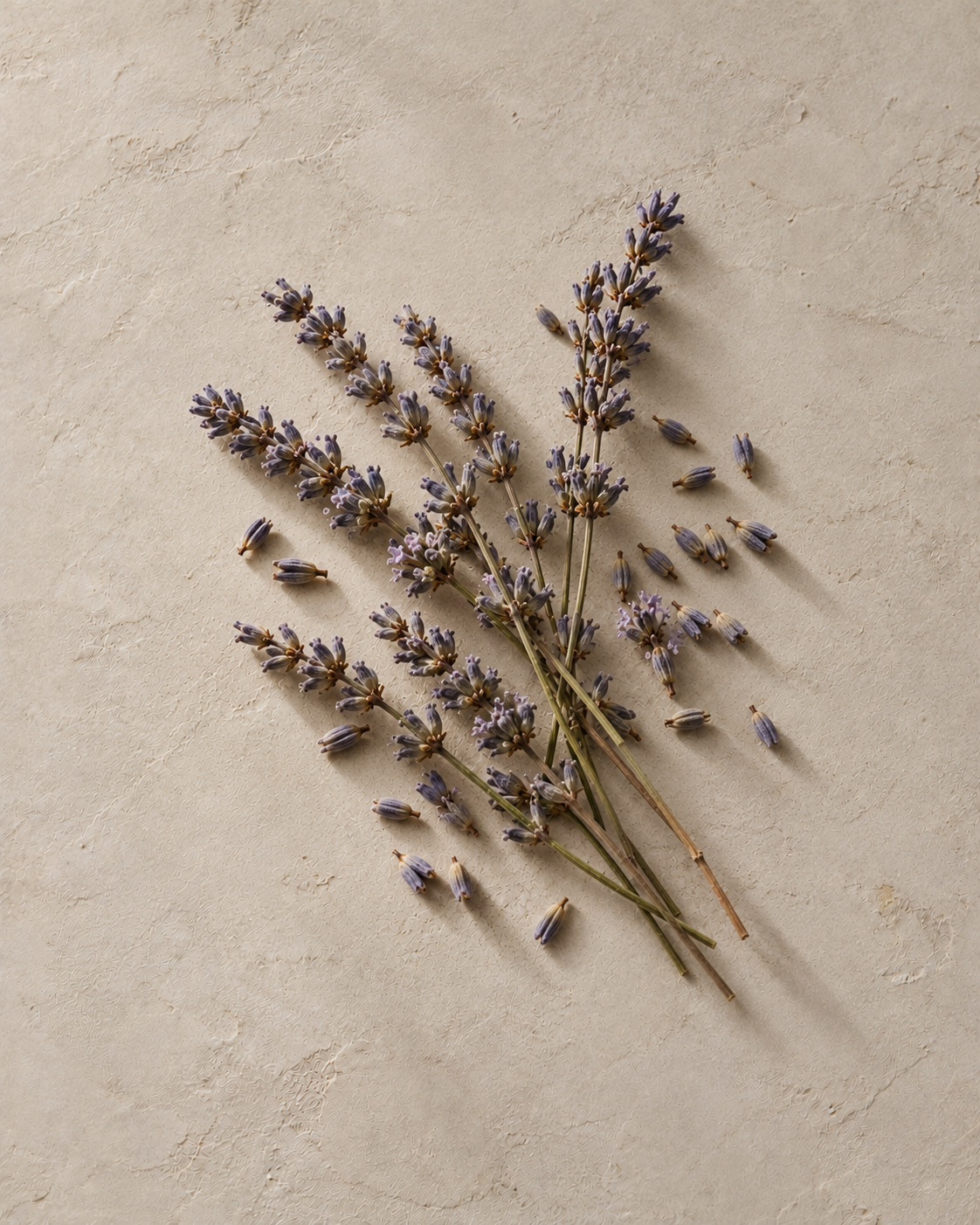 Getrockneter Lavendel auf warmem Stein